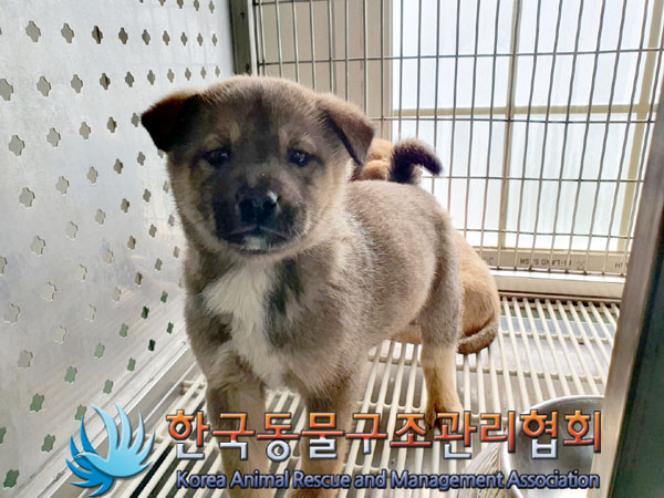 한국동물구조관리협회_441559202300173